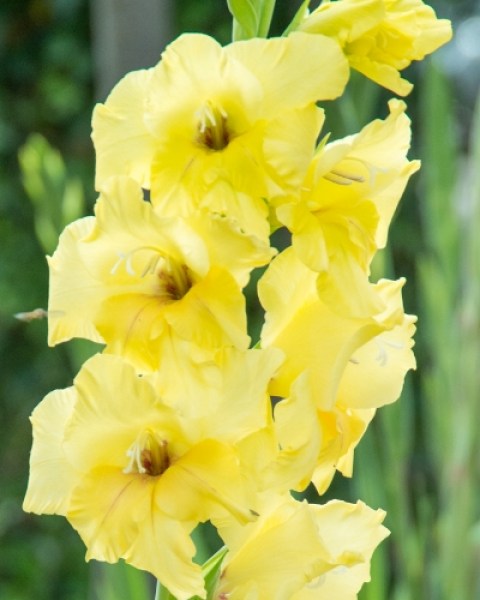 Gladiolus Nova Lux